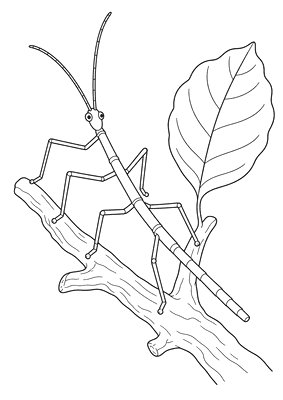 Desenho para colorir: Bicho-pau no galho